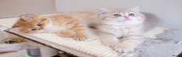 British Shorthair cats for sale: Adorable pedigree GOLDEN shorthair TICA registered - Advert 3