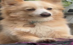 Pomeranian dogs for sale: 2years old Pomeranian for sale - Image 1