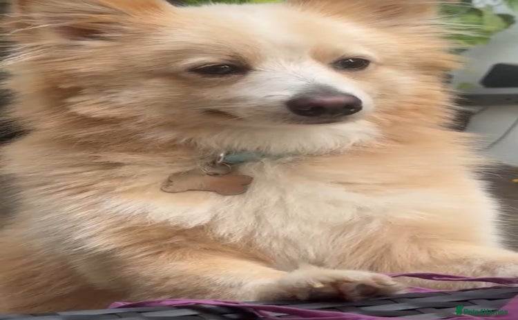 Pomeranian dogs - Advert 1
