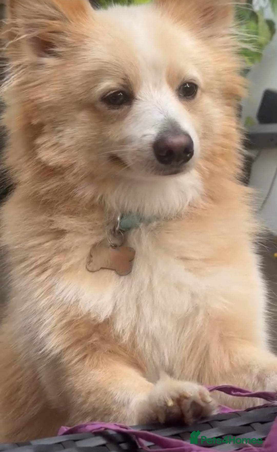 Pomeranian dogs for sale: 2years old Pomeranian for sale - Image 1