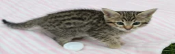 Savannah cats for sale: Highly Spotted F7 Savannah kittens - Advert 4