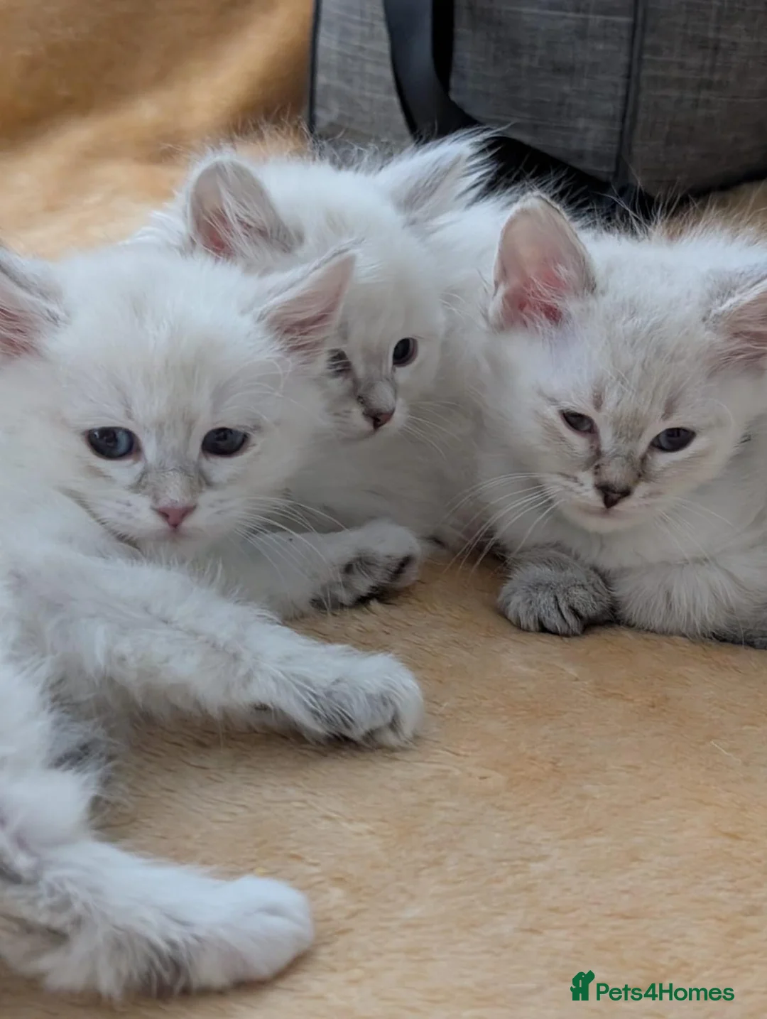 Siberian cats for sale: Siberian kittens  - Advert 1