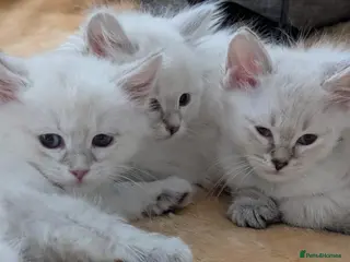 Siberian cats for sale: Siberian kittens - Advert 1