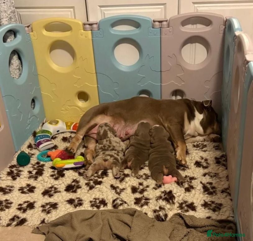 English Bulldog dogs Beautiful English Bulldog Puppies Available - Advert 1