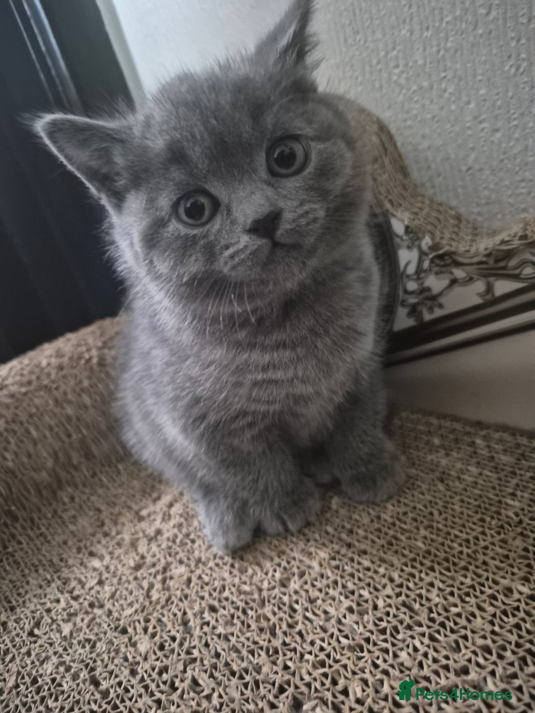British Shorthair cats for sale: 1 cute British short hair blue kitten for sale  - Image 2