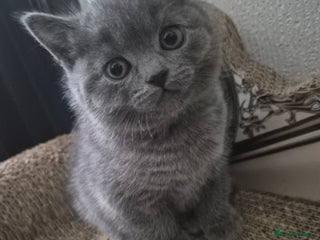 British Shorthair cats - Advert 22