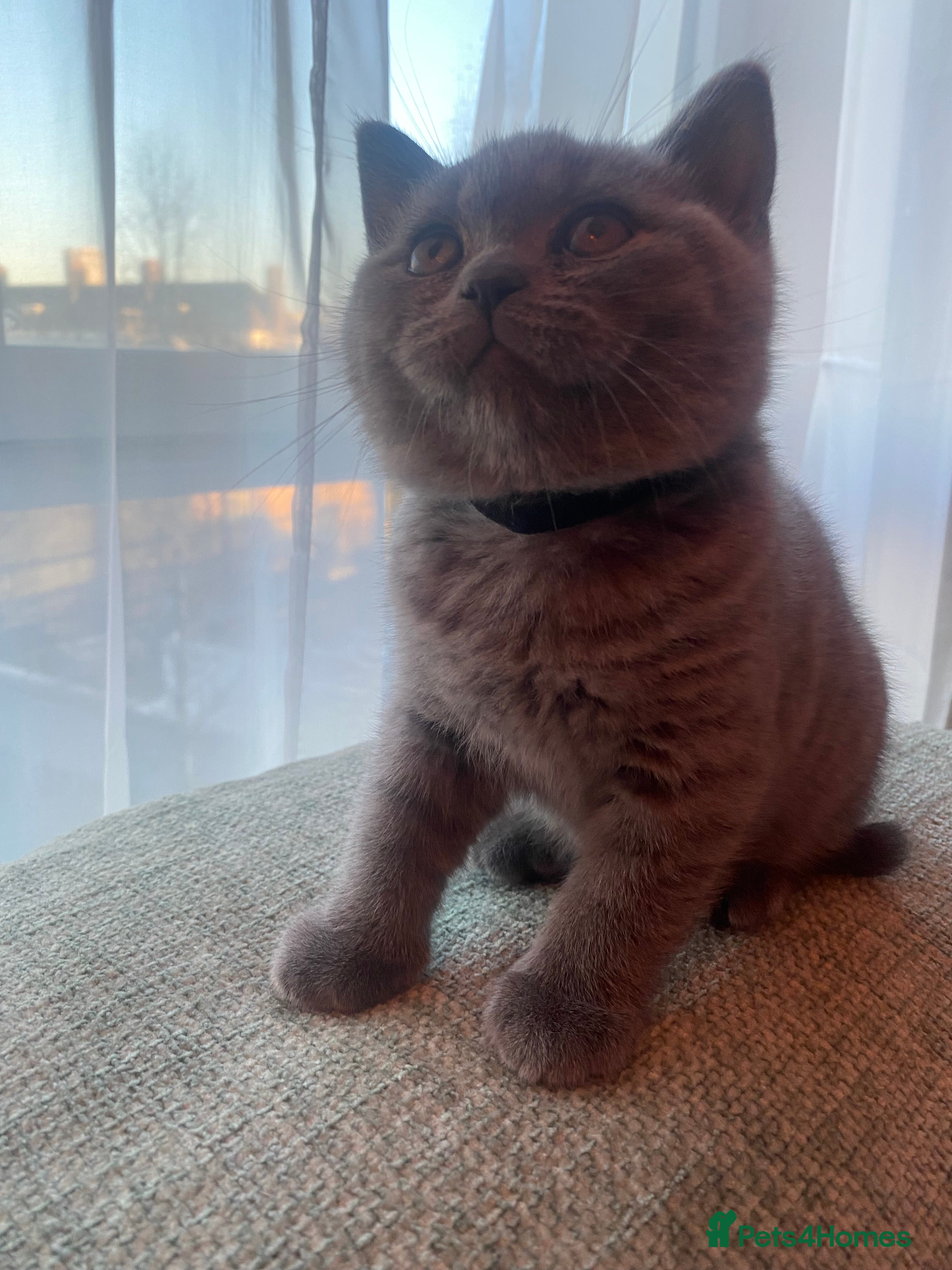 British Shorthair cats british shorthair kitten 1 BOY ready in a week)  - Advert 3