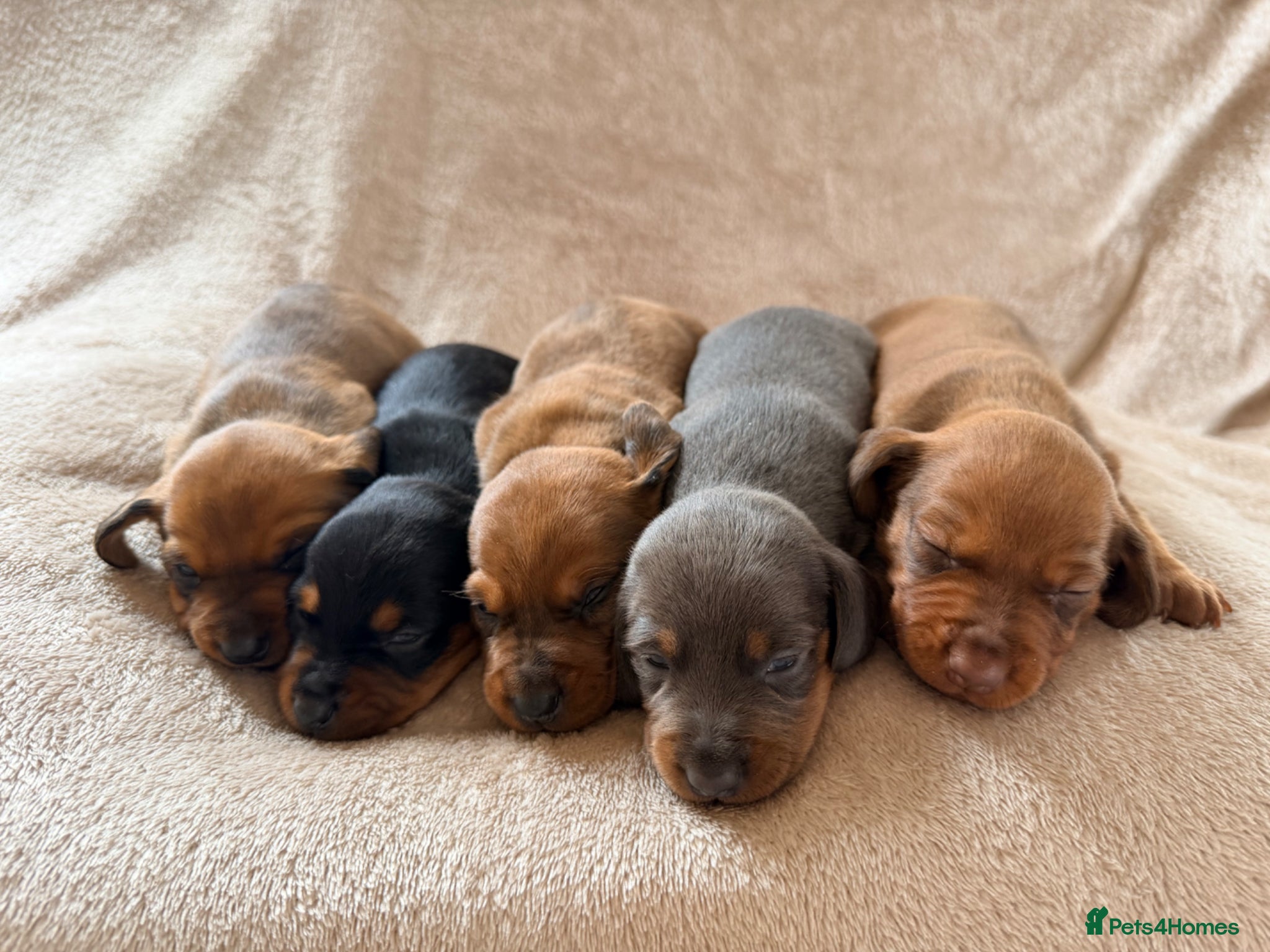 Miniature Dachshund dogs for sale: 🌈 🐾Beautiful Dachshund Rainbow Litter🐾🌈 - Advert 1