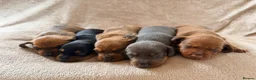 Miniature Dachshund dogs for sale: 🌈 🐾Beautiful Dachshund Rainbow Litter🐾🌈 - Advert 1