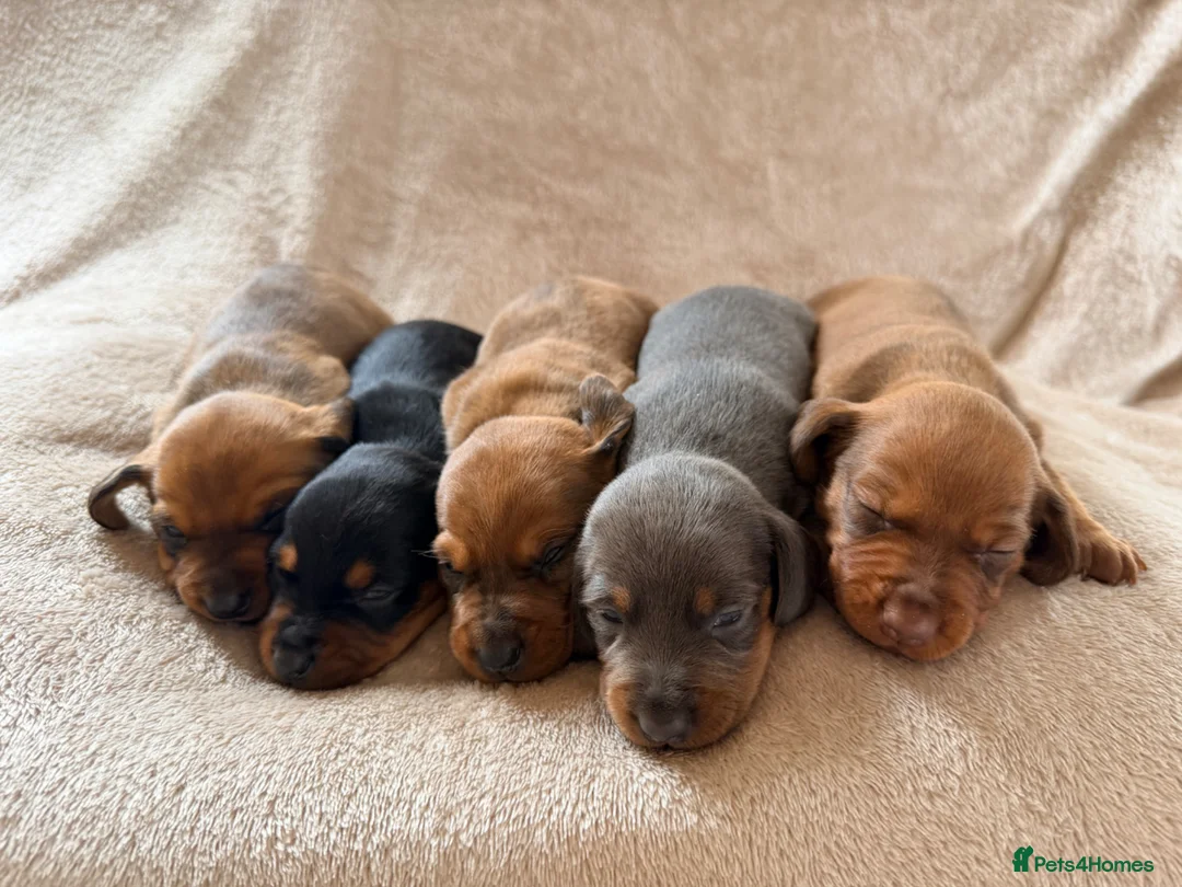Miniature Dachshund dogs for sale: 🌈 🐾Beautiful Dachshund Rainbow Litter🐾🌈 - Advert 1