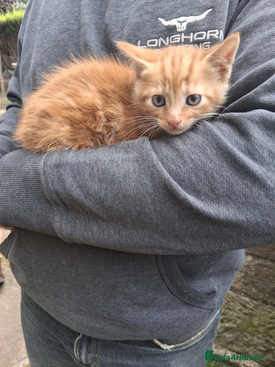 Mixed Breed cats for sale: Various kittens available  - Advert 7
