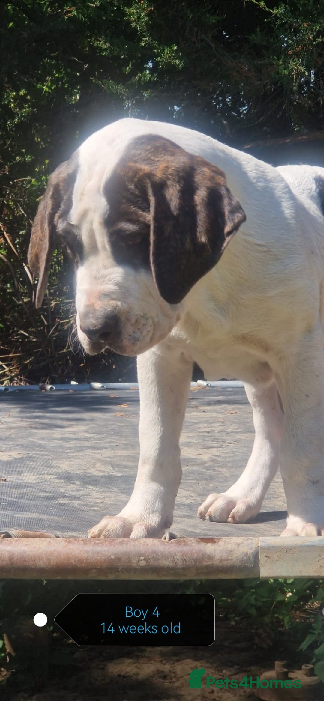 Central Asian Shepherd dogs for sale: Beautiful Alabai Mastiff puppies  in Pulborough - Image 7