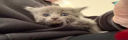 Mixed Breed cats for sale: Five beautiful kittens  - Advert 21