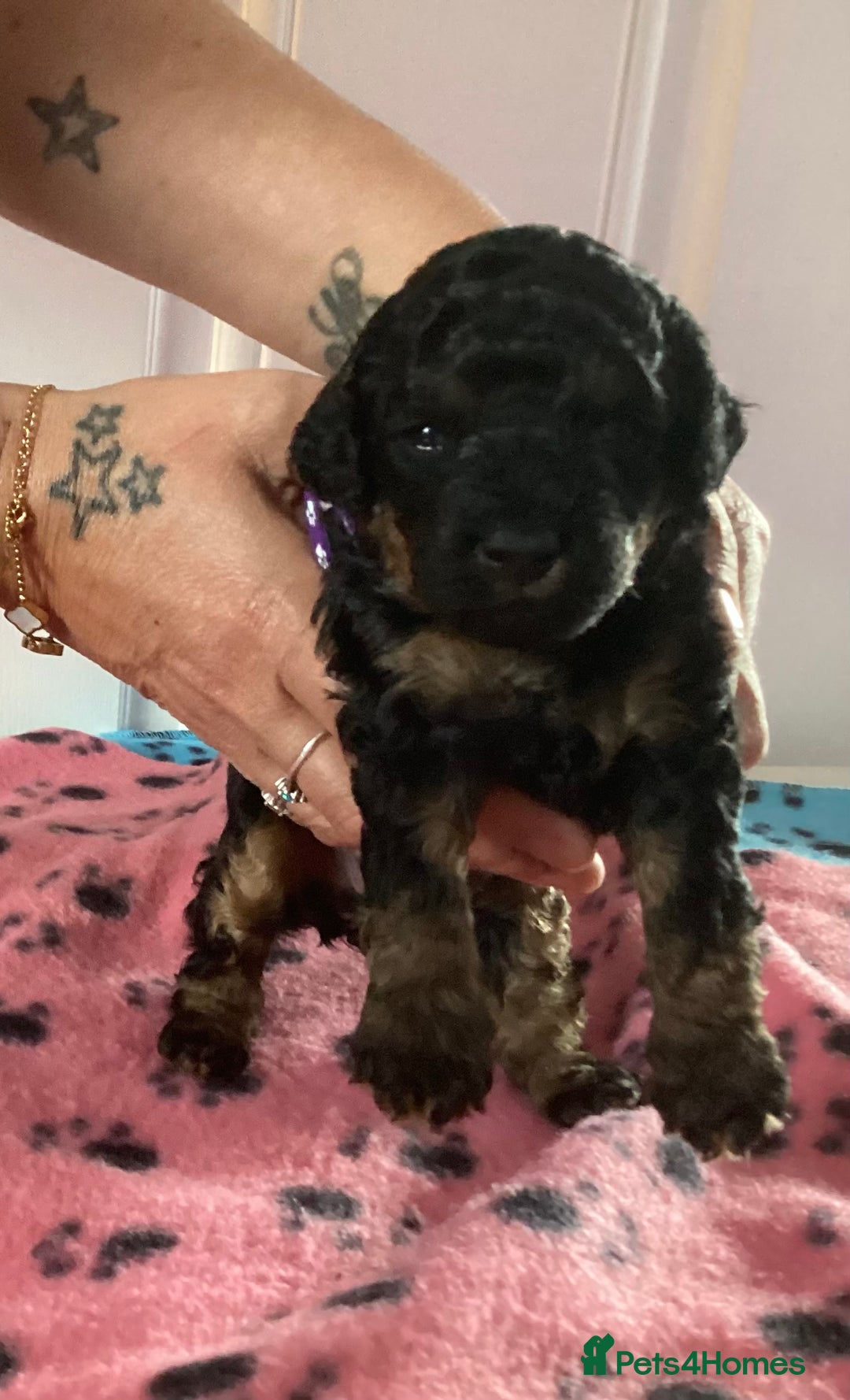 Cockapoo dogs for sale: 5 cockapoo puppies - Image 3