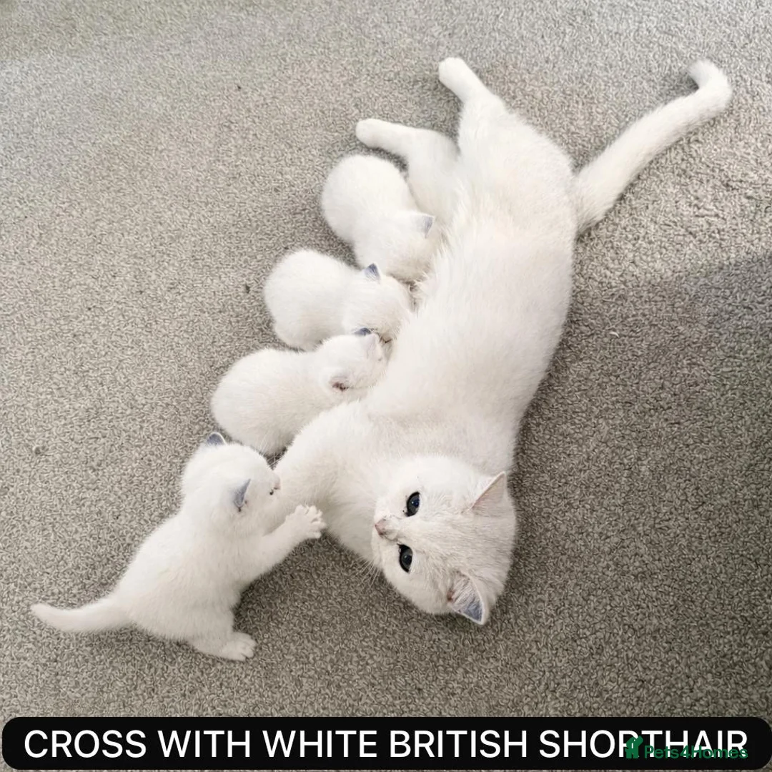 British Shorthair cats for stud: Pedigree White British Shorthair - Colourpoint BSH - Advert 7