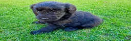 Labradoodle dogs for sale: F1 Labradoodle Merle Babies 🐾🐾🐾 - Advert 12