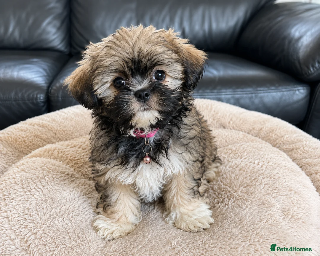 Shih Tzu dogs for sale: ✨ Stunning Teddy Bear Shih Tzu Puppies ✨ - Advert 2
