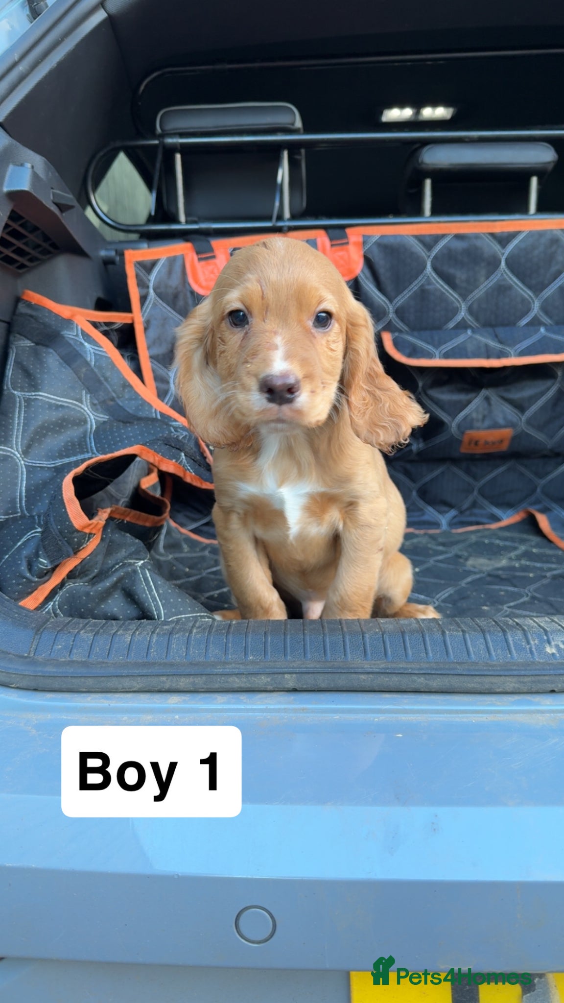 Cocker Spaniel dogs Golden cocker spaniel pups  - Advert 1