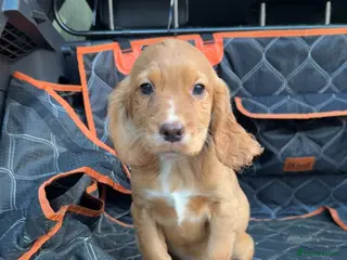 Cocker Spaniel dogs Golden cocker spaniel pups - Advert 1