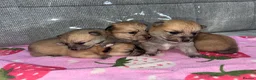 Mixed Breed dogs for sale: Pomeranian cross Jack Russell - Advert 5
