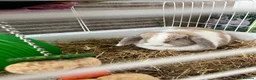 English Lop rabbits for sale: Flora the holland flop in Stockport - Advert 7