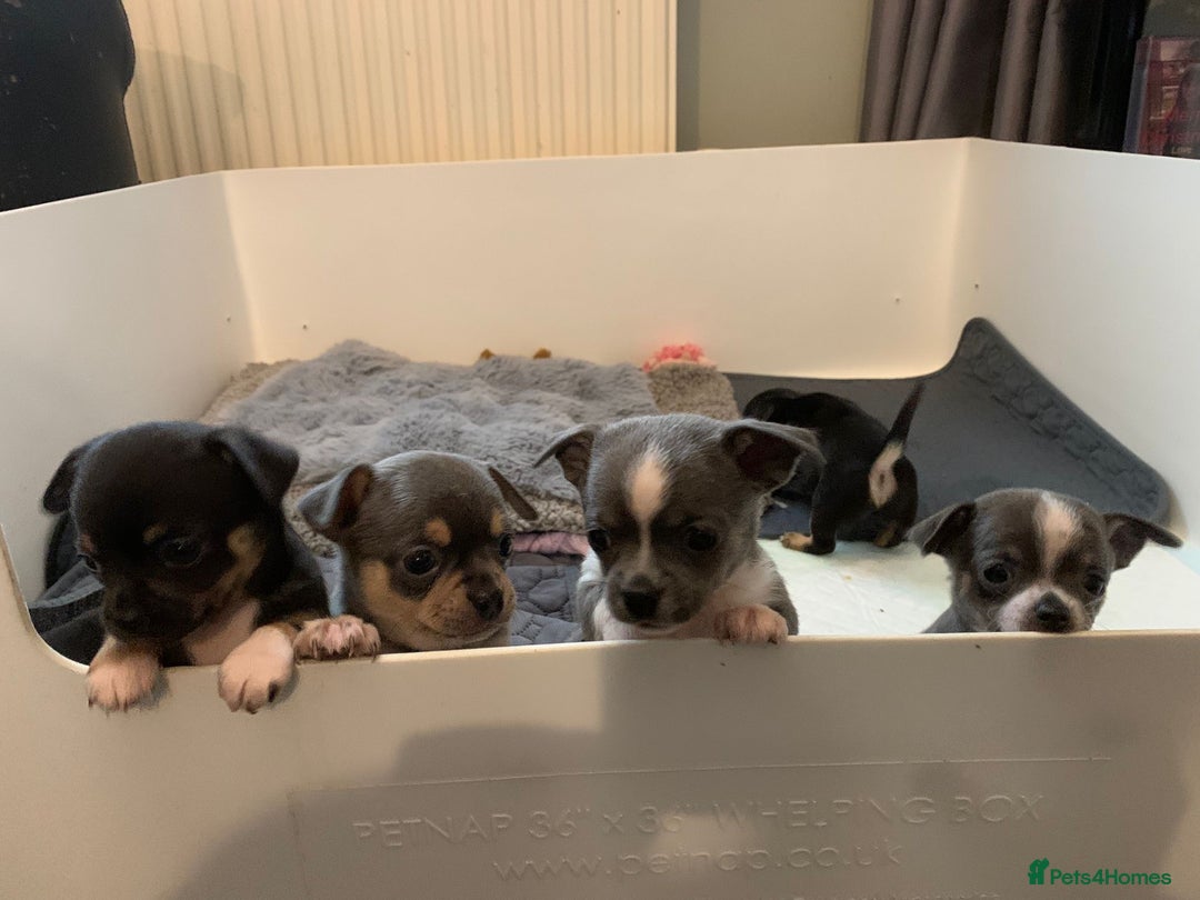 Chihuahua dogs for sale: Beautiful black & blue tri chihuahua puppies  - Advert 25