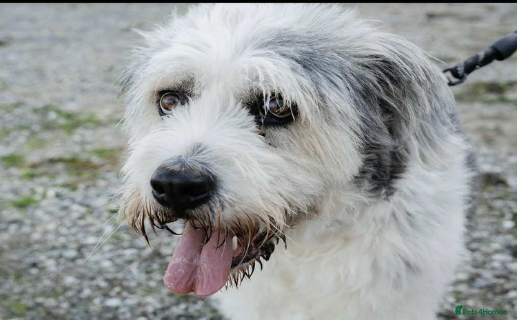 Mixed Breed dogs - Advert 1