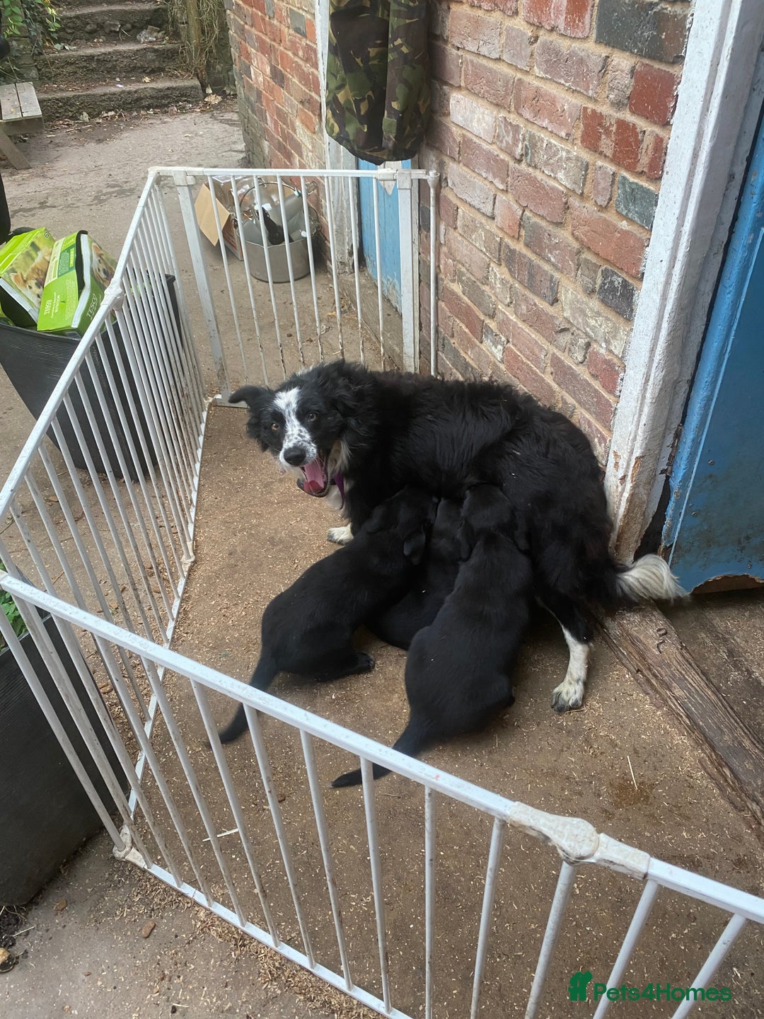 Borador dogs for sale: Perfect Collie x Lab Puppies! Perfect Family Pets - Image 13