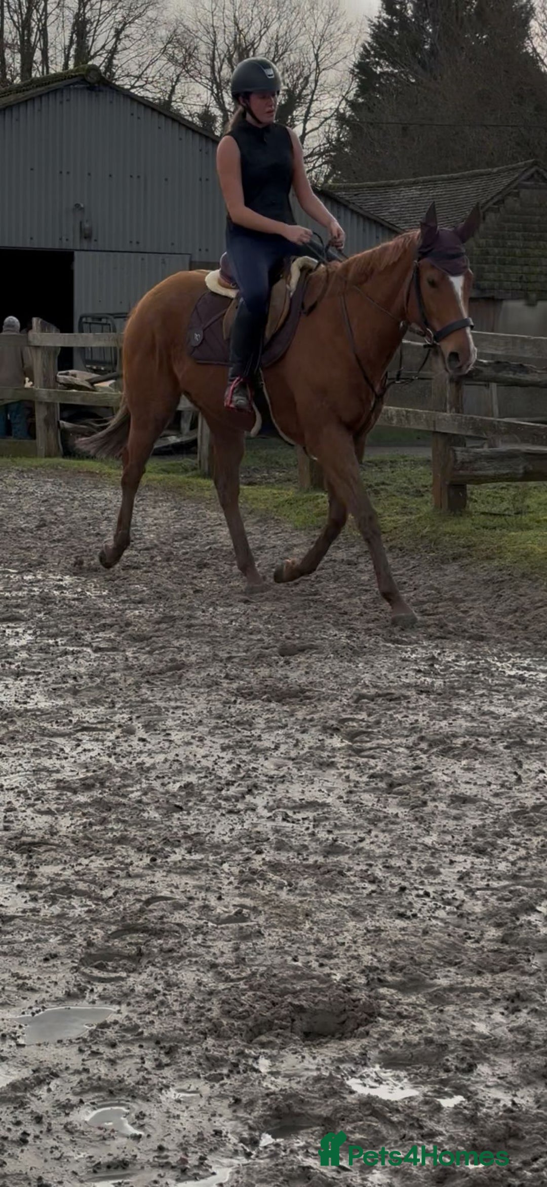 English Thoroughbred horses for sale: Super safe anyones ride - Advert 7