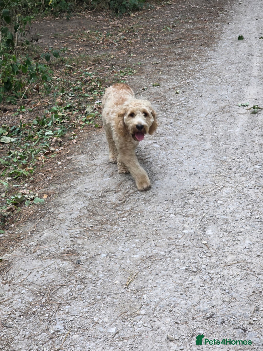 Cockapoo dogs for sale: Benji the cockapoo  - Advert 3