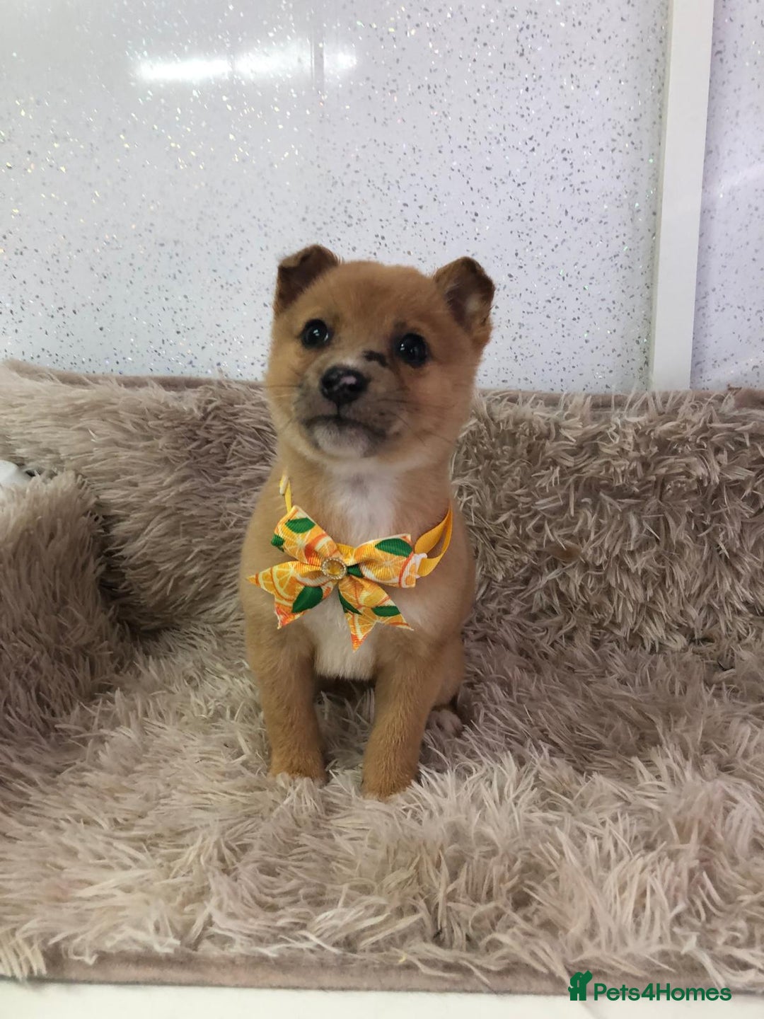 Mixed Breed dogs for sale: Jack Russel x Shibu inu (Shibujacks) - Advert 10