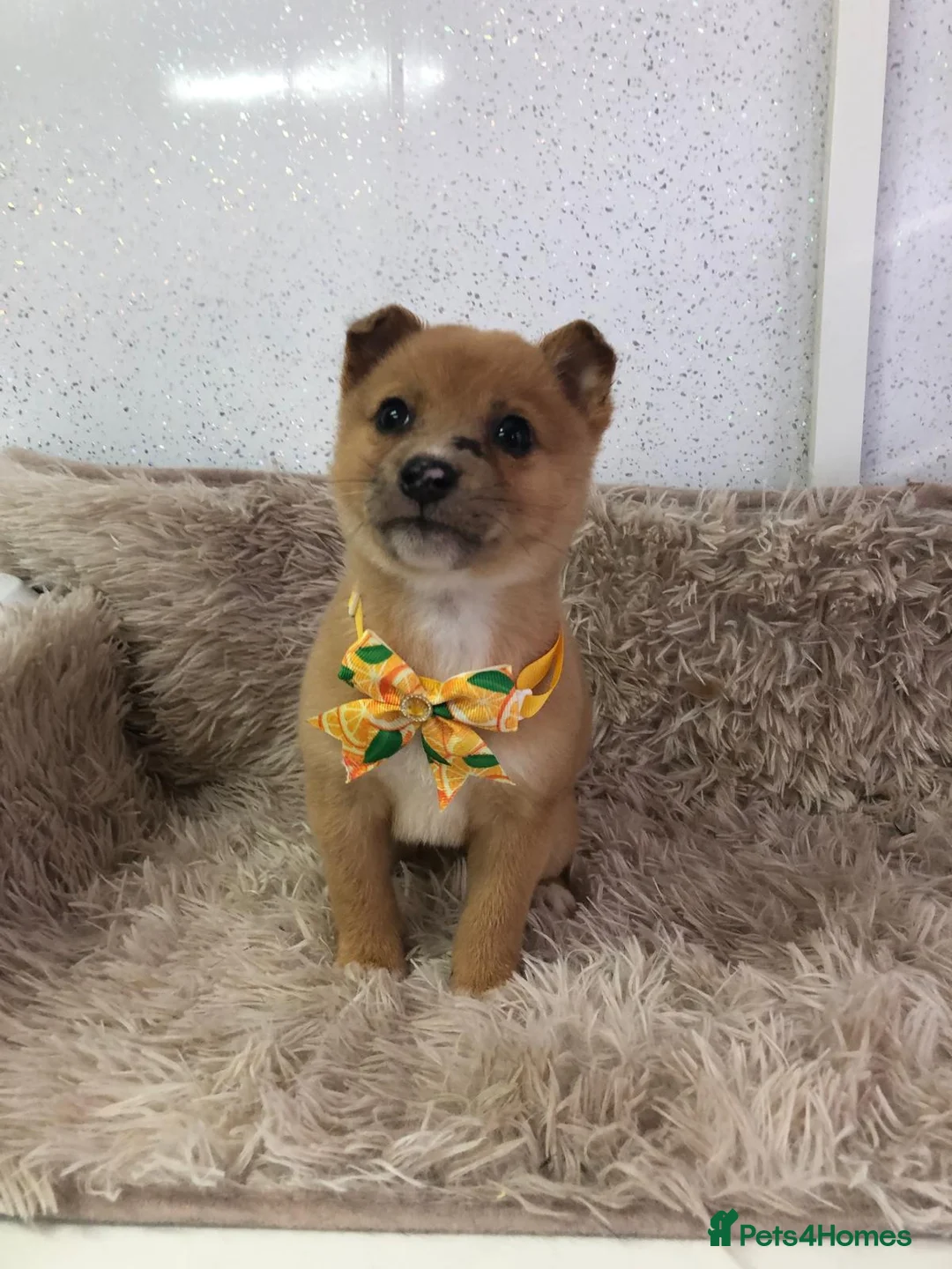 Mixed Breed dogs for sale: Jack Russel x Shibu inu (Shibujacks) - Advert 10