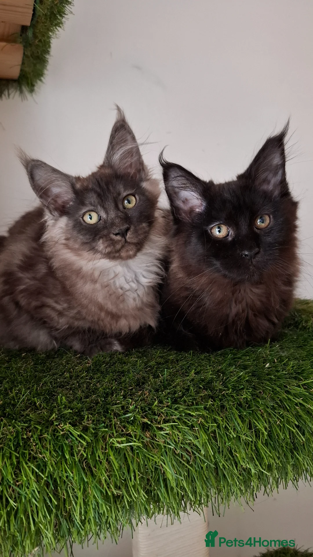 Maine Coon cats for sale: Black smoke & Black Maine Coon Kittens  - Advert 1