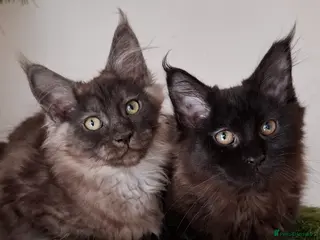 Maine Coon cats Beautiful Maine Coon Kittens - Advert 3