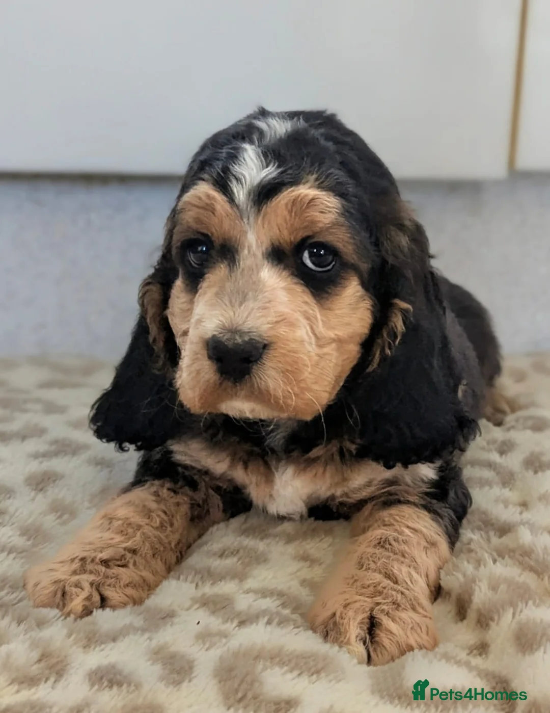 Cockapoo dogs for sale: 💫Show type f1b cockapoo💫 - Advert 2