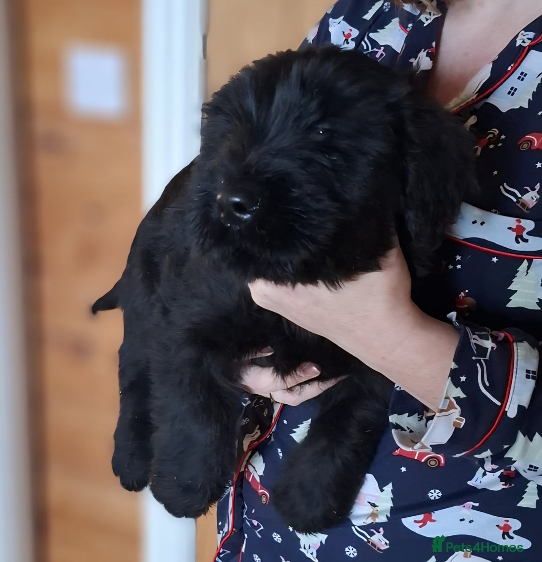 Giant Schnauzer dogs for sale: Giant Schnauzer Puppies  - Advert 7