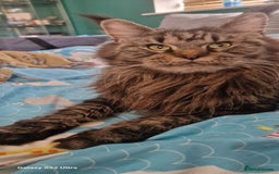 Maine Coon cats for sale: 🥰MC Kittens🥰 - Image 22