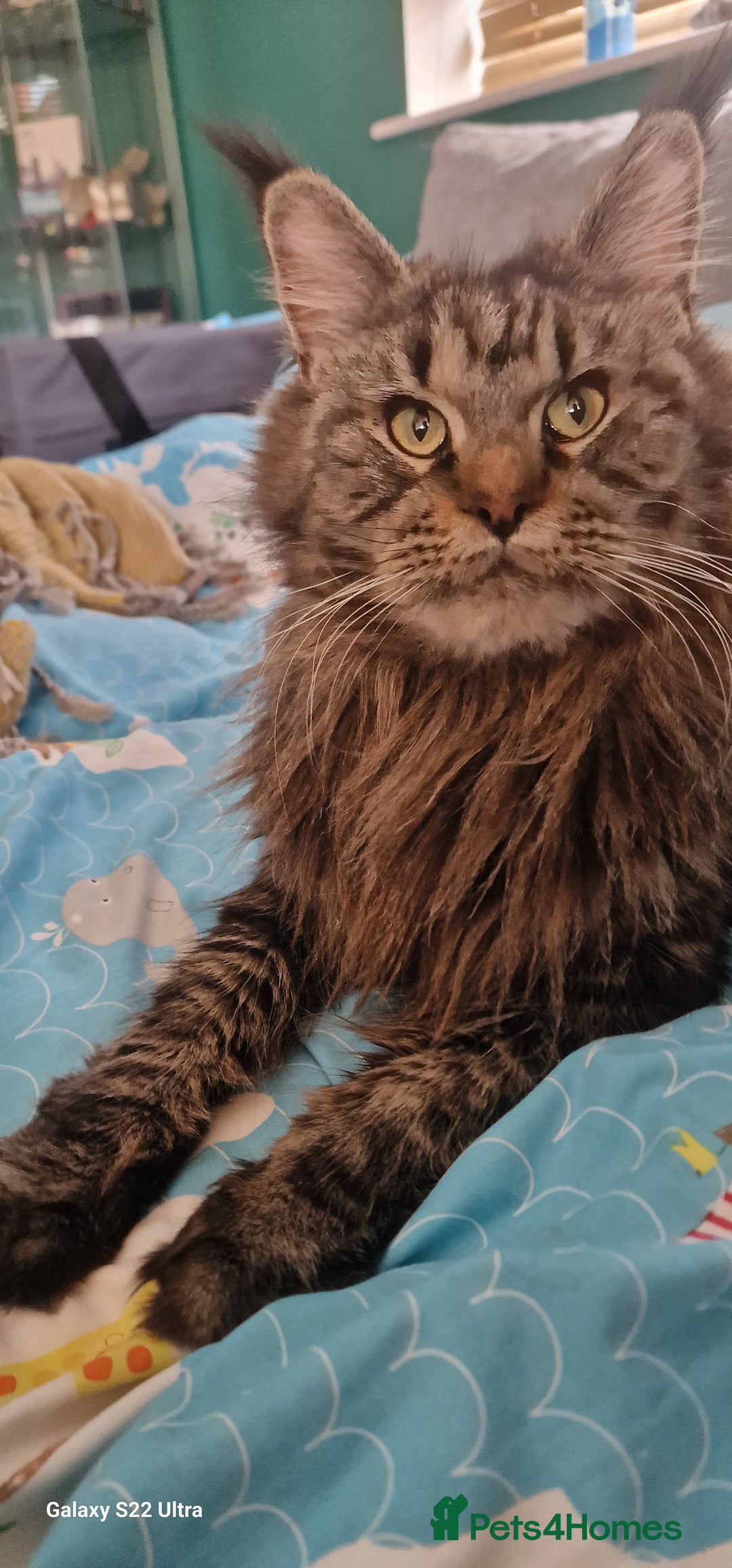 Maine Coon cats for sale: 🥰MC Kittens🥰 - Image 22