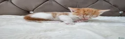 Mixed Breed cats for sale: Gorgeous ginger kittens  - Advert 16