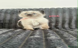 Ragdoll cats for sale: 5 Adorable Ragdoll Kittens🐾 - Image 22