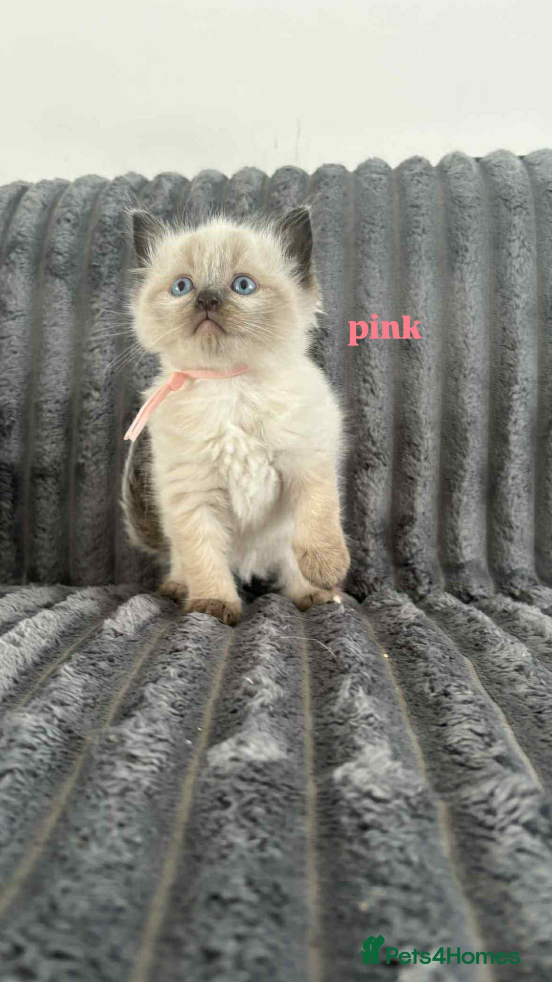 Ragdoll cats for sale: 5 Adorable Ragdoll Kittens🐾 - Image 22