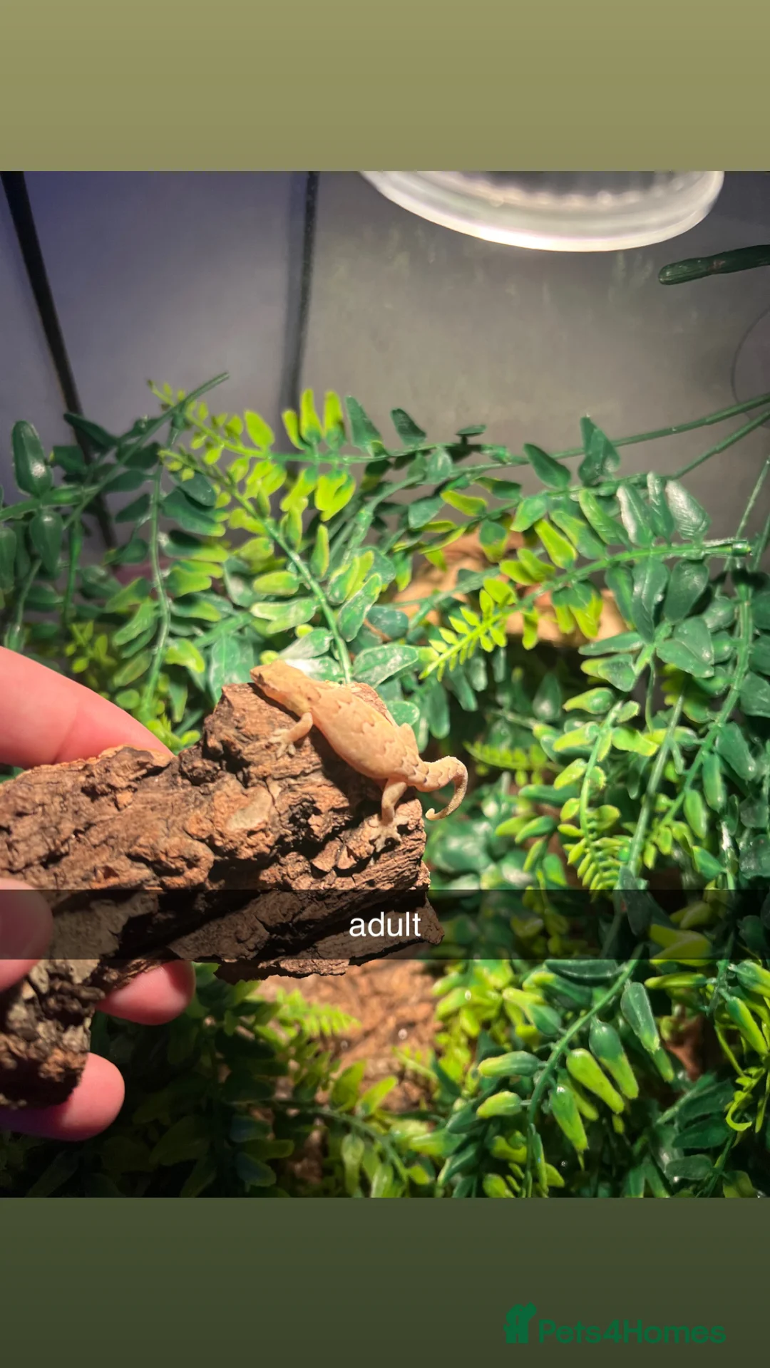 Gecko reptiles for sale: Mourning geckos with full setup - Advert 4