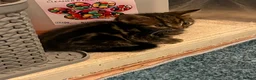 Domestic Shorthair cats for sale: Tabby kittens  - Advert 11