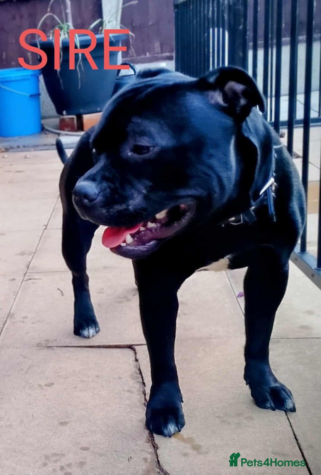 Staffordshire Bull Terrier dogs for stud: Black/Brindle and White Show quality Boy for Stud - Advert 7