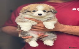 Welsh Corgi Pembroke dogs for sale:  Corgi Pembroke puppies available to loving homes - Image 9