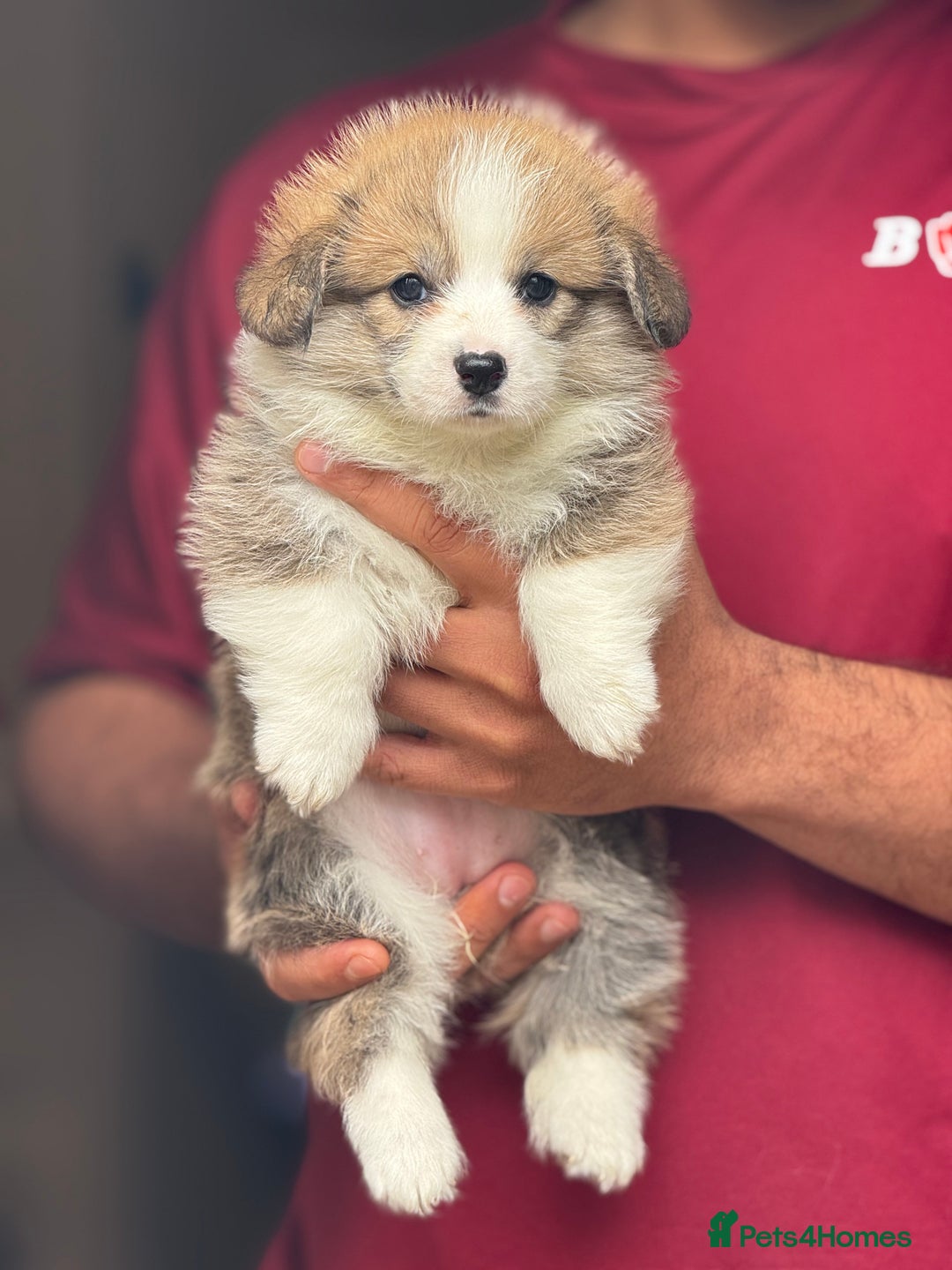 Welsh Corgi Pembroke dogs for sale:  Corgi Pembroke puppies available to loving homes - Image 9