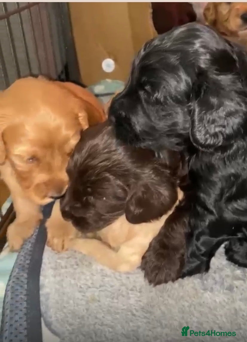 Cockapoo dogs Cockapoo pups for sale born 2/6/26 - Advert 2