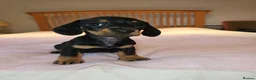 Dachshund dogs for sale: Pure Bred Dachshunds  - Advert 14