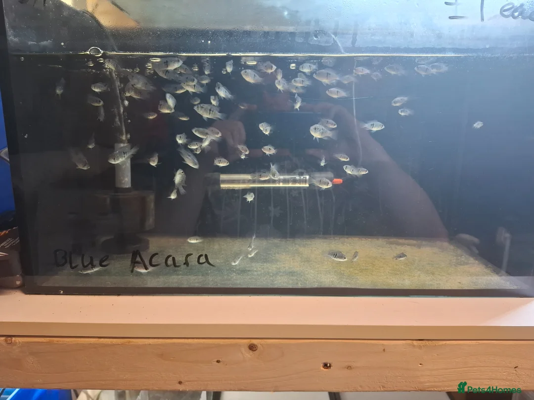 Other/Mixed Breed fish for sale: Male and female Bettas, blue Acaras, shrimp  - Advert 2