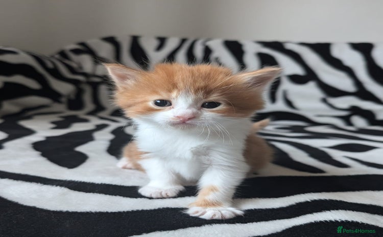 Mixed Breed cats - Advert 14